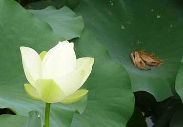 李木源居士往生纪实