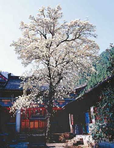 读大藏经感应