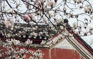 弘愿寺往生纪实