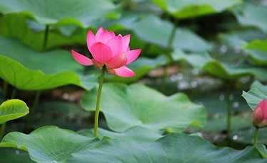 居士往生纪实清晰