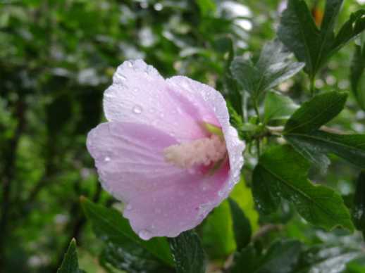 雨宝陀罗尼咒怎么回向？