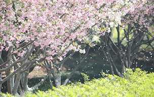 香香公子？男婴诞生日感动天上下花雨