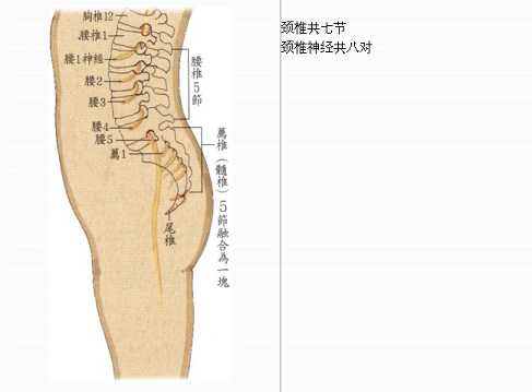 拜佛与医学 第七讲