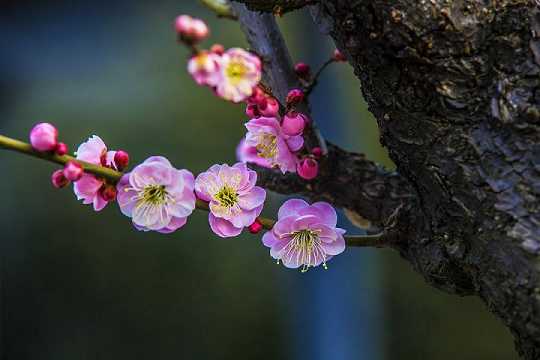 给肚子宝宝读地藏经怎么回向