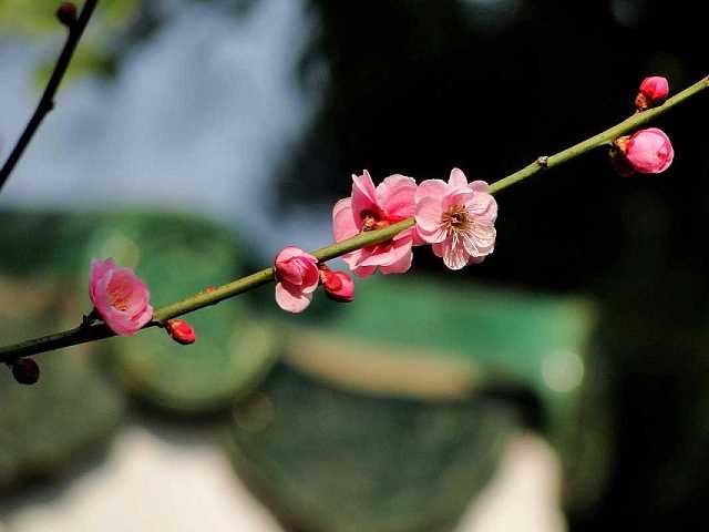 晚上听六字大明咒