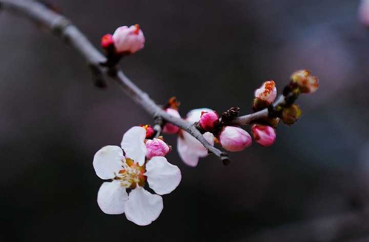 文殊菩萨心咒语讲解