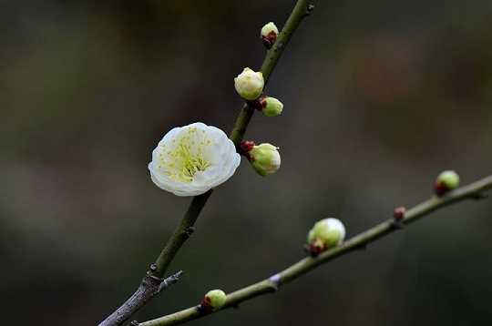 药师经视频全文读诵