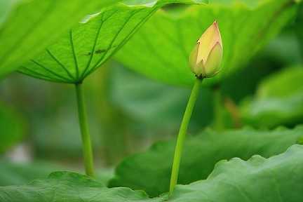 文殊菩萨心咒语视频