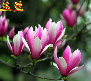 背诵无量寿经