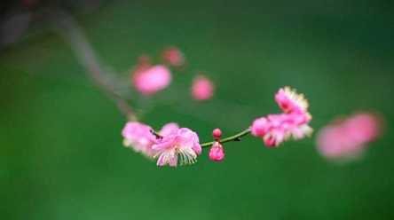 听文殊菩萨咒功德