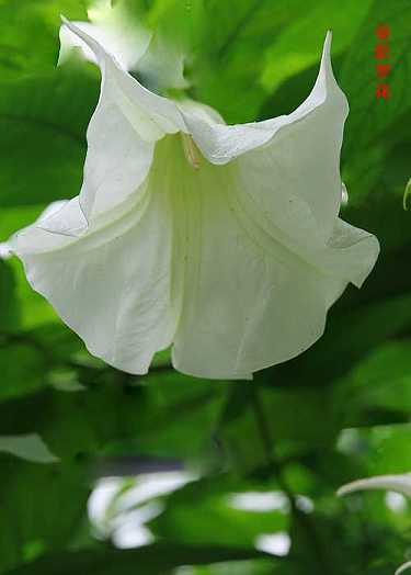读普贤菩萨心咒好处