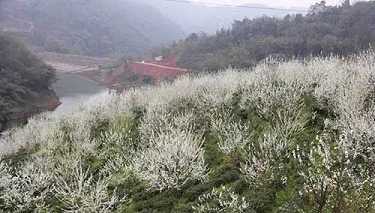 药师经求愿