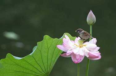 鬼神怕六字大明咒